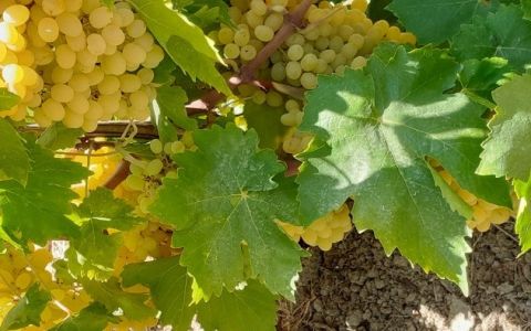 Διαδικτυακή Παρουσίαση του ΚΕΚ Βιέννης με Θέμα τη Διακίνηση Βιολογικών Προϊόντων στην Αγορά της Αυστρίας